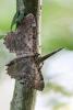 253391 – Photo : Daniel Ventard – France (71)